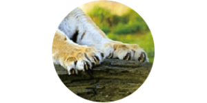 Технология Превосходное сцепление