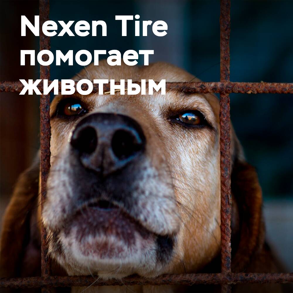 Nexen Tire arbeitet mit Tierrettungsstationen zusammen