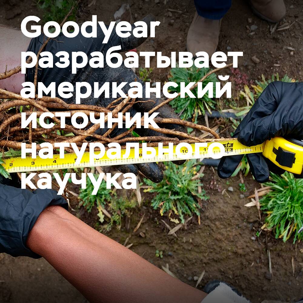 Goodyear arbeitet an der Entwicklung einer Quelle für Naturlatex in den USA