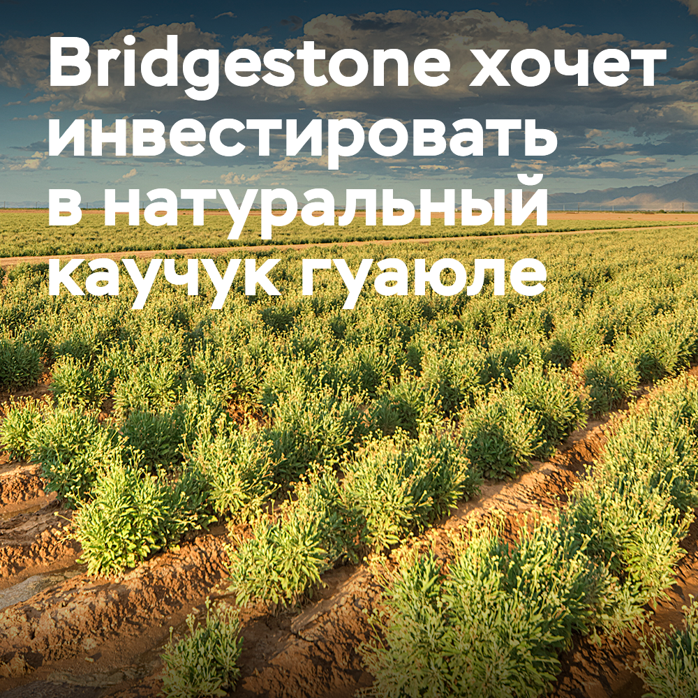 Bridgestone plant die Kommerzialisierung von Guayule-Naturkautschuk