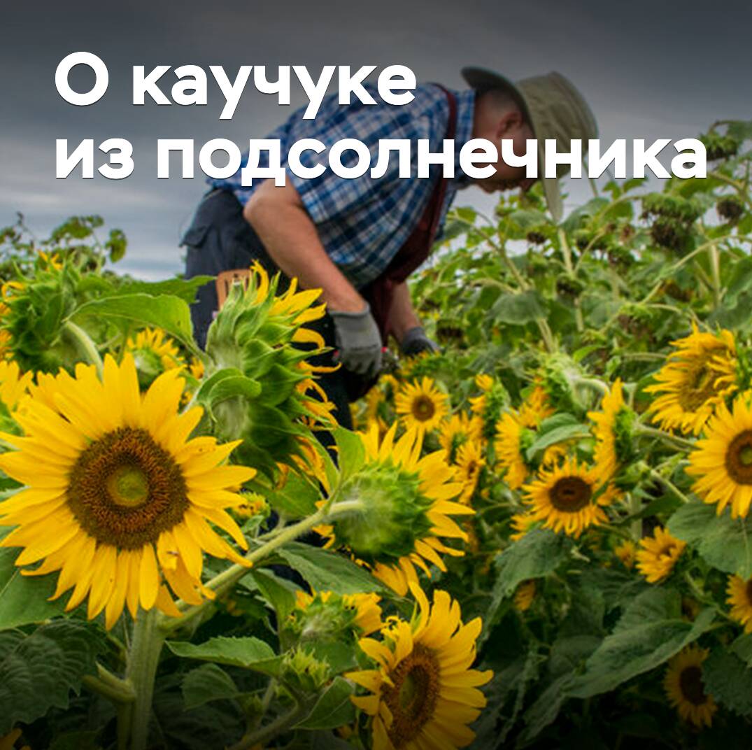 Ein amerikanisches Start-up plant, Sonnenblumenkautschuk kommerziell zu nutzen