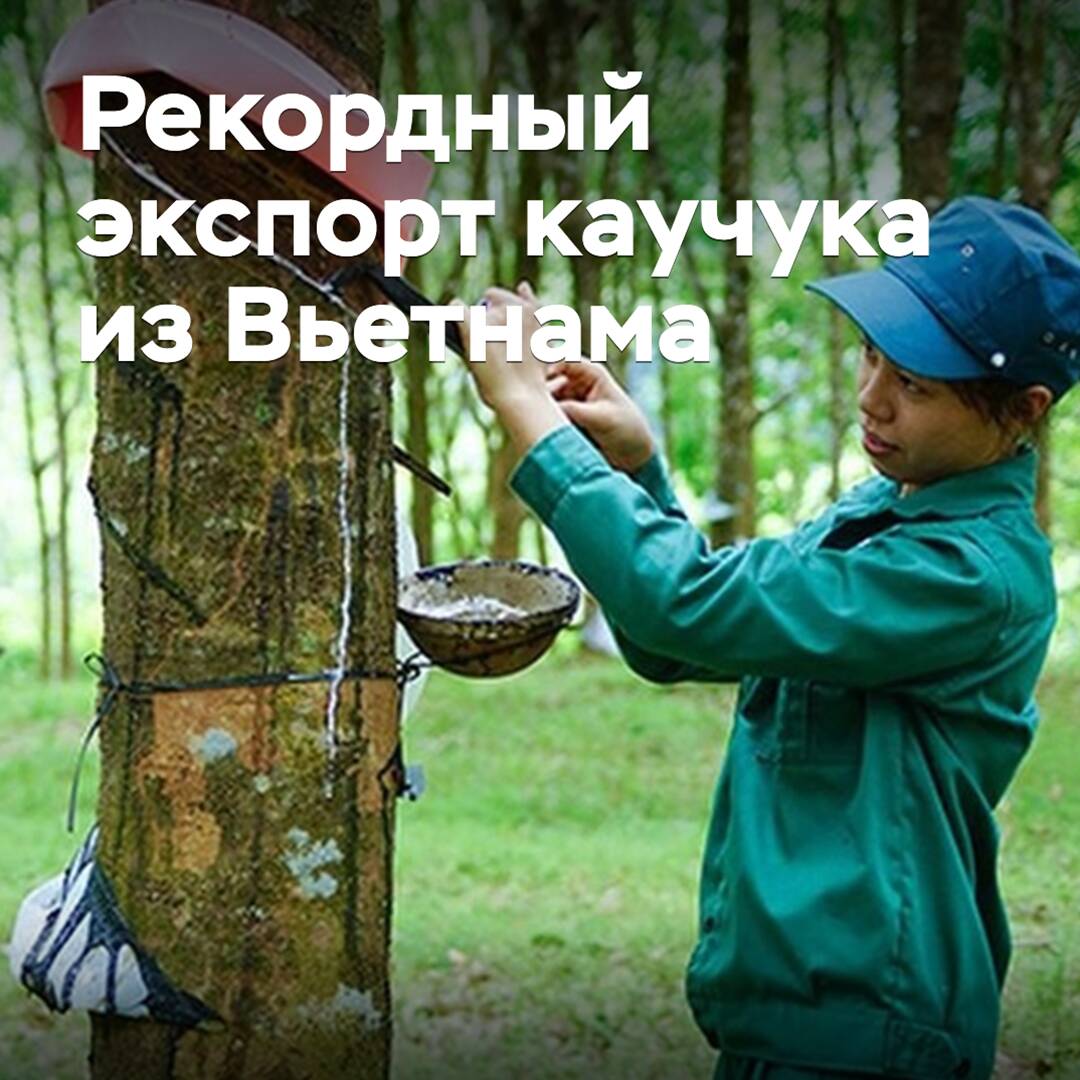 Vietnam hat einen Rekord beim Kautschukexport aufgestellt