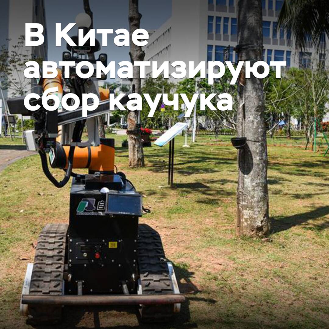 In China wird die Ernte von Naturkautschuk automatisiert